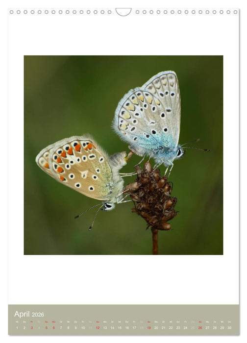 Artenvielfalt der Insekten (CALVENDO Wandkalender 2026)