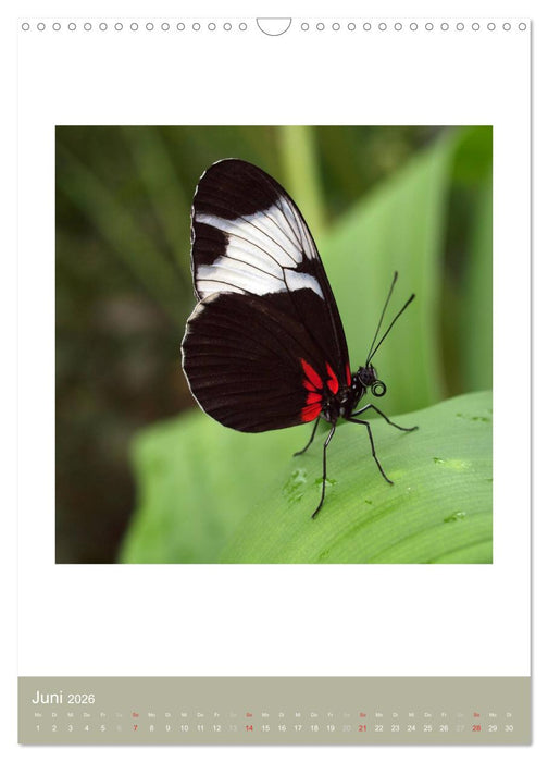 Artenvielfalt der Insekten (CALVENDO Wandkalender 2026)