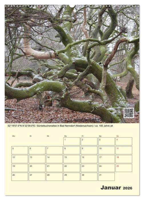 Uralt - Mit QR-Code und GPS zu alten Bäumen (CALVENDO Premium Wandkalender 2026)