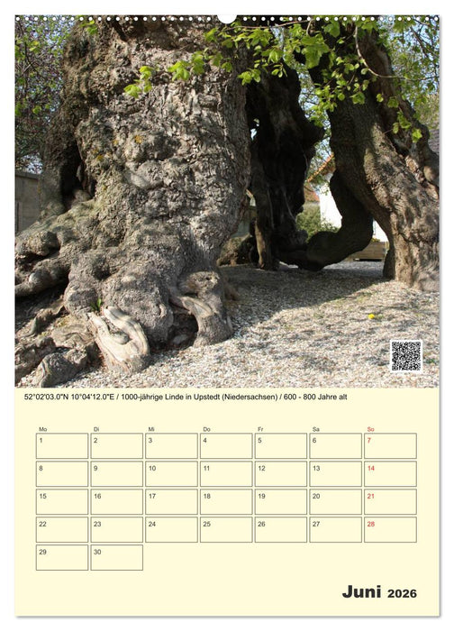 Uralt - Mit QR-Code und GPS zu alten Bäumen (CALVENDO Premium Wandkalender 2026)