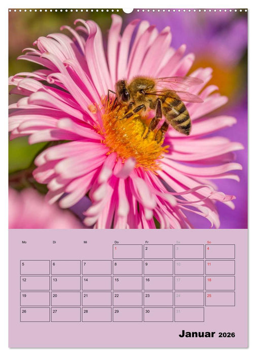 Bienenplaner (CALVENDO Wandkalender 2026)
