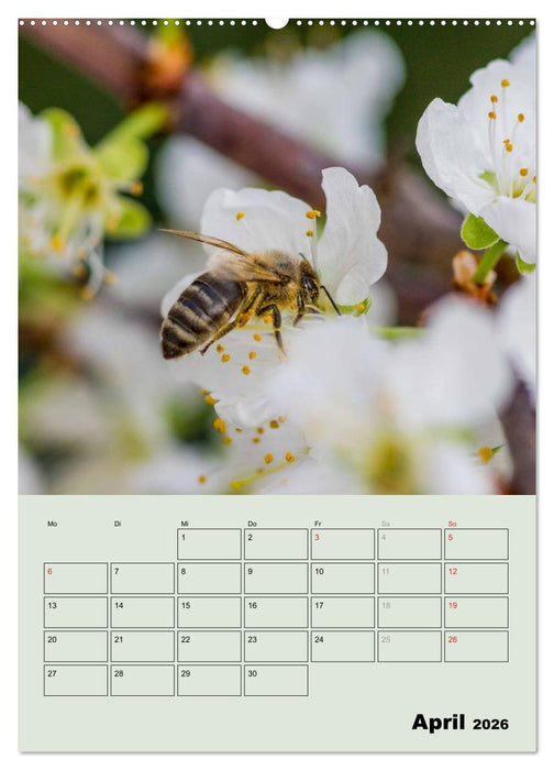Bienenplaner (CALVENDO Wandkalender 2026)