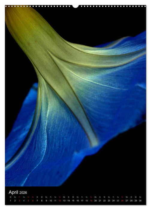 Kunst in der Natur (CALVENDO Wandkalender 2026)