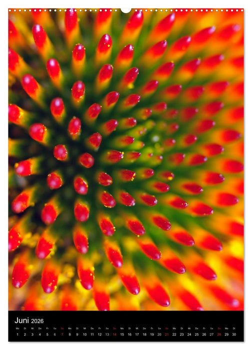 Kunst in der Natur (CALVENDO Wandkalender 2026)