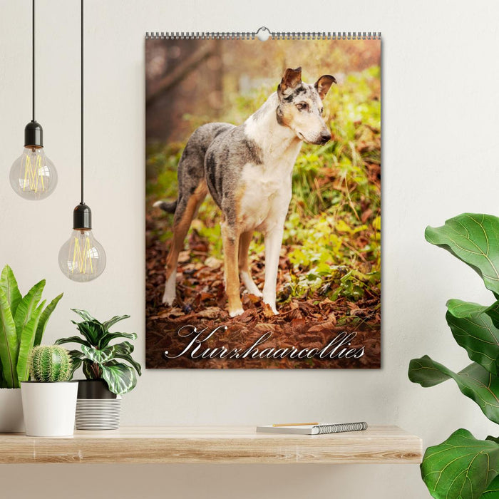 Kurzhaarcollies (CALVENDO Wandkalender 2026)