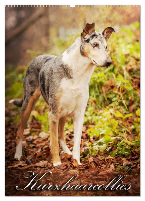 Kurzhaarcollies (CALVENDO Wandkalender 2026)