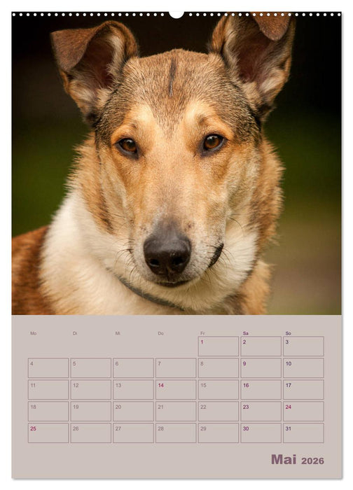 Kurzhaarcollies (CALVENDO Wandkalender 2026)