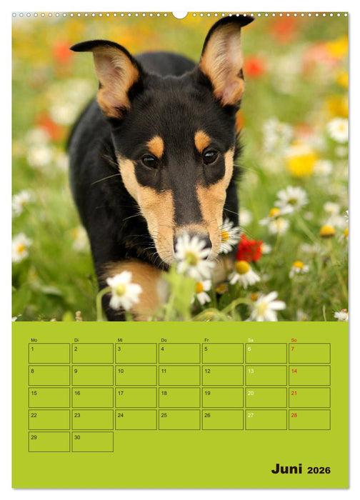 Kurzhaarcollies (CALVENDO Wandkalender 2026)