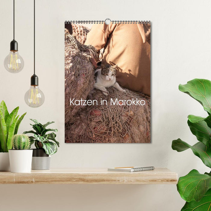 Katzen in Marokko (CALVENDO Wandkalender 2026)