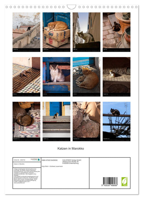 Katzen in Marokko (CALVENDO Wandkalender 2026)