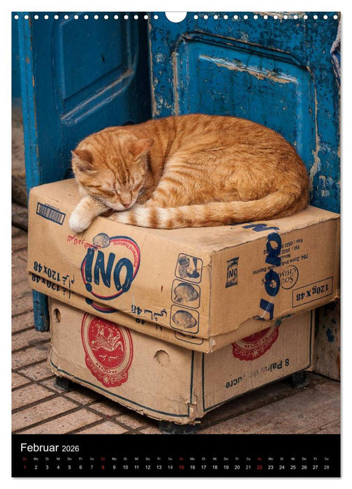 Katzen in Marokko (CALVENDO Wandkalender 2026)