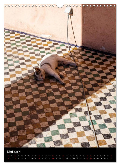 Katzen in Marokko (CALVENDO Wandkalender 2026)