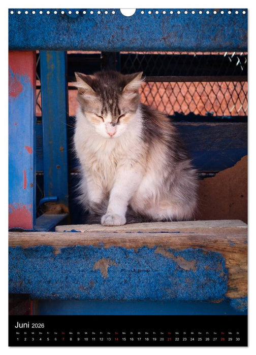 Katzen in Marokko (CALVENDO Wandkalender 2026)