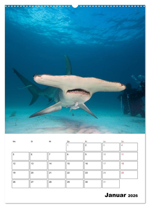 Tauchen - Abtauchen und Staunen (CALVENDO Premium Wandkalender 2026)