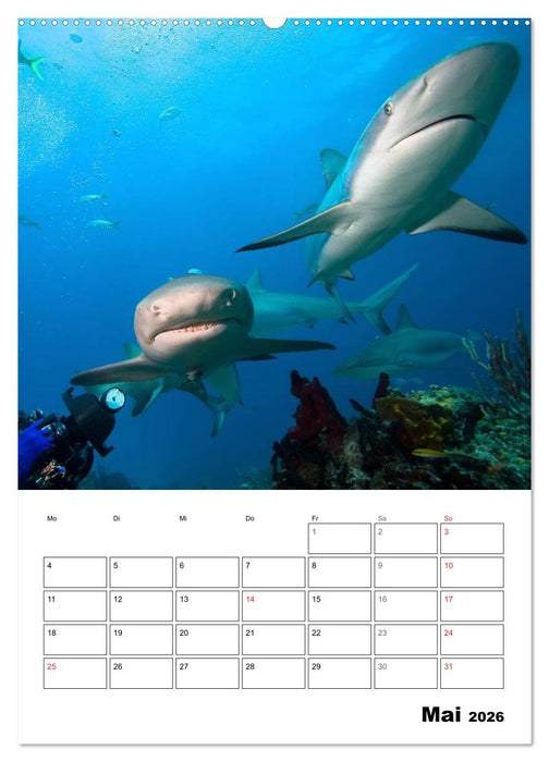 Tauchen - Abtauchen und Staunen (CALVENDO Premium Wandkalender 2026)