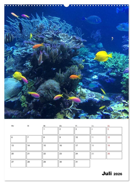 Tauchen - Abtauchen und Staunen (CALVENDO Premium Wandkalender 2026)