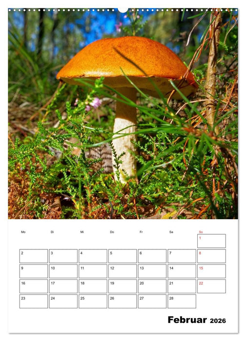Heimische Waldpilze (CALVENDO Premium Wandkalender 2026)