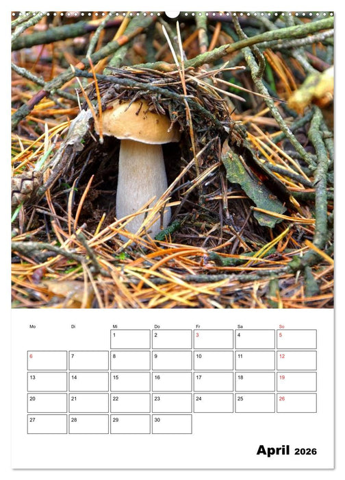 Heimische Waldpilze (CALVENDO Premium Wandkalender 2026)