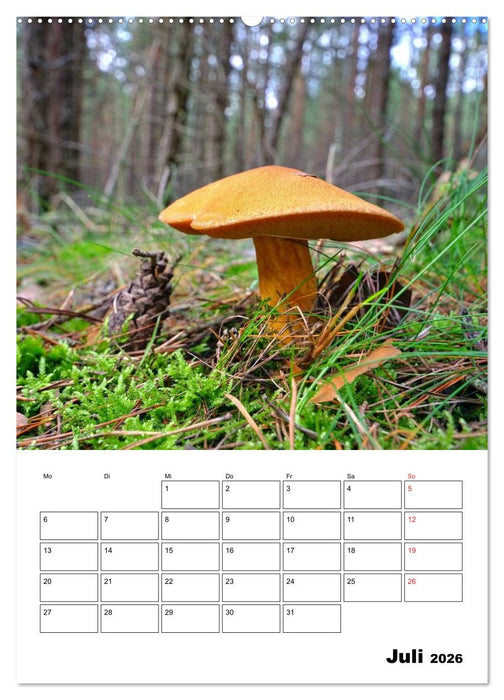 Heimische Waldpilze (CALVENDO Premium Wandkalender 2026)