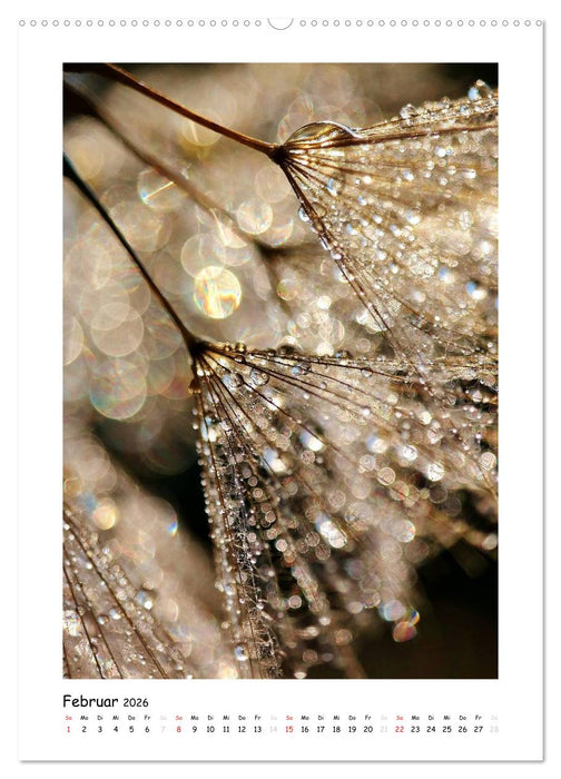 Die Pusteblume neu erleben (CALVENDO Premium Wandkalender 2026)