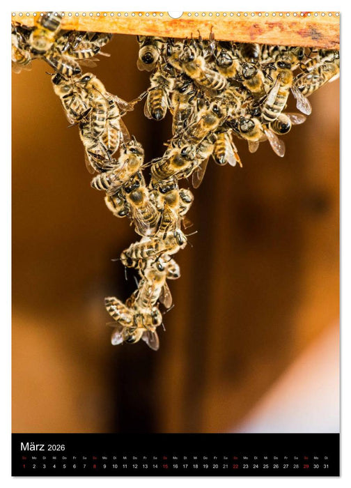 Bienenkalender (CALVENDO Wandkalender 2026)