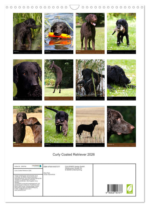 Curly Coated Retriever 2026 (CALVENDO Wandkalender 2026)