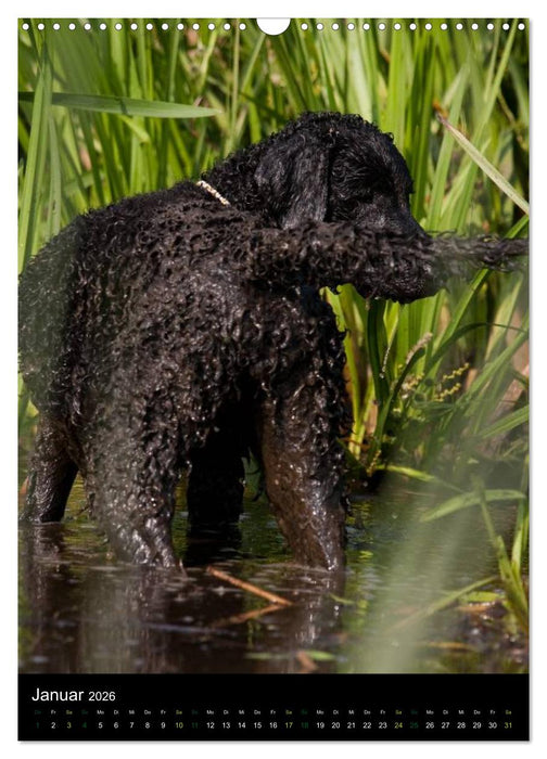 Curly Coated Retriever 2026 (CALVENDO Wandkalender 2026)