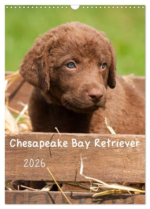 Chesapeake Bay Retriever 2026 (CALVENDO Wandkalender 2026)