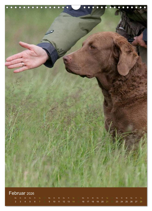 Chesapeake Bay Retriever 2026 (CALVENDO Wandkalender 2026)