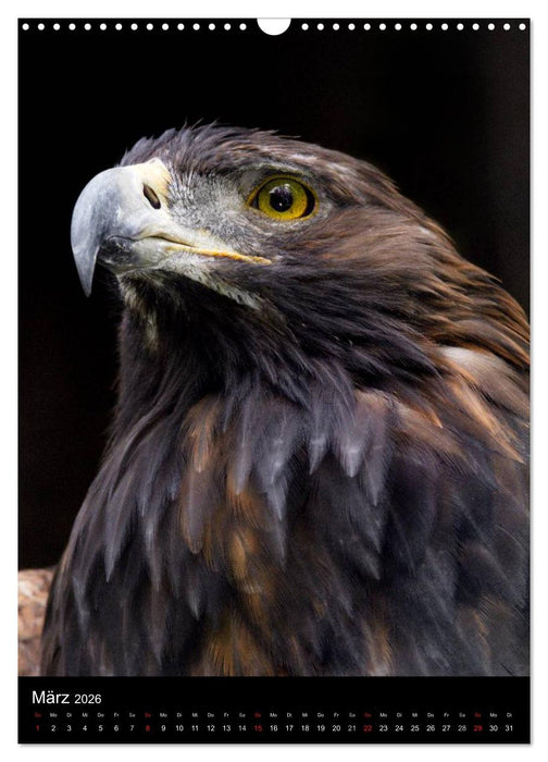 Greifvögel im Portrait (CALVENDO Wandkalender 2026)
