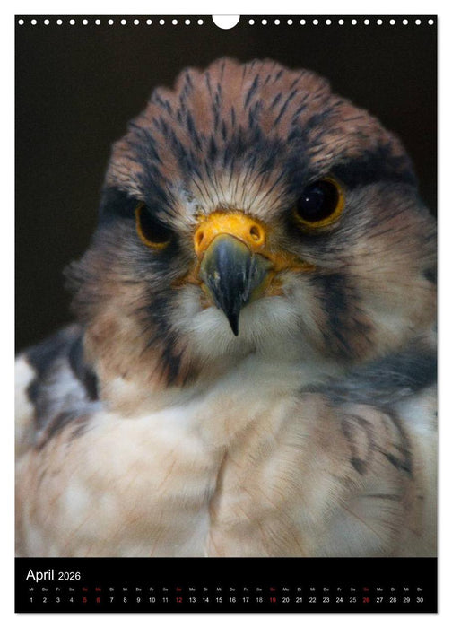 Greifvögel im Portrait (CALVENDO Wandkalender 2026)
