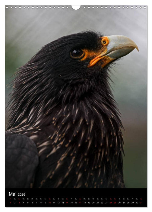 Greifvögel im Portrait (CALVENDO Wandkalender 2026)