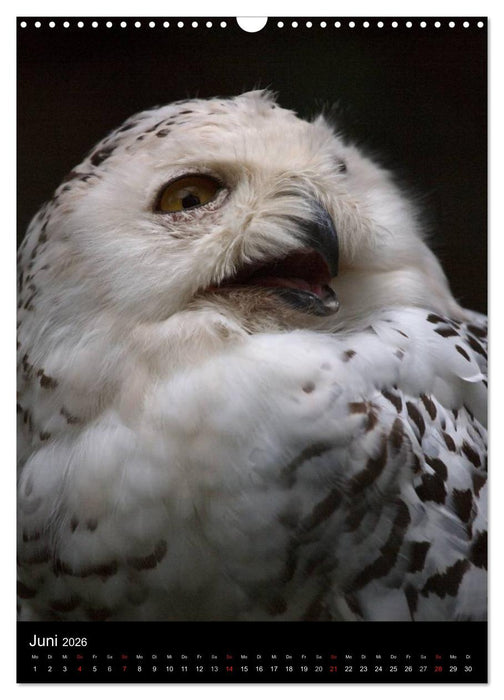 Greifvögel im Portrait (CALVENDO Wandkalender 2026)