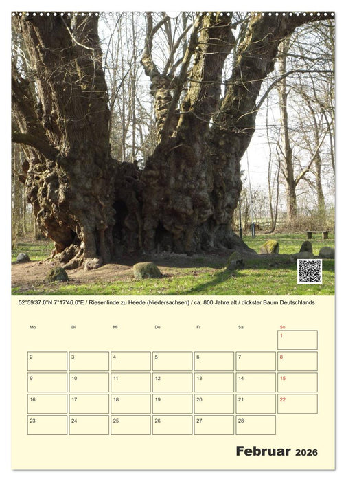 Uralt - Mit QR-Code und GPS zu alten Bäumen (CALVENDO Wandkalender 2026)