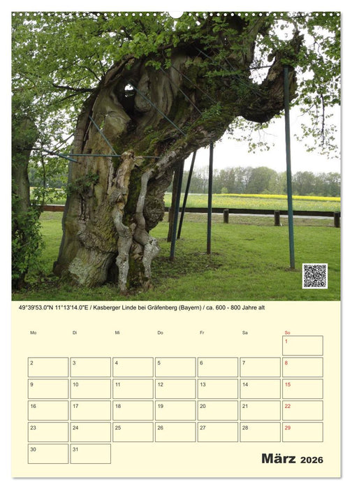 Uralt - Mit QR-Code und GPS zu alten Bäumen (CALVENDO Wandkalender 2026)