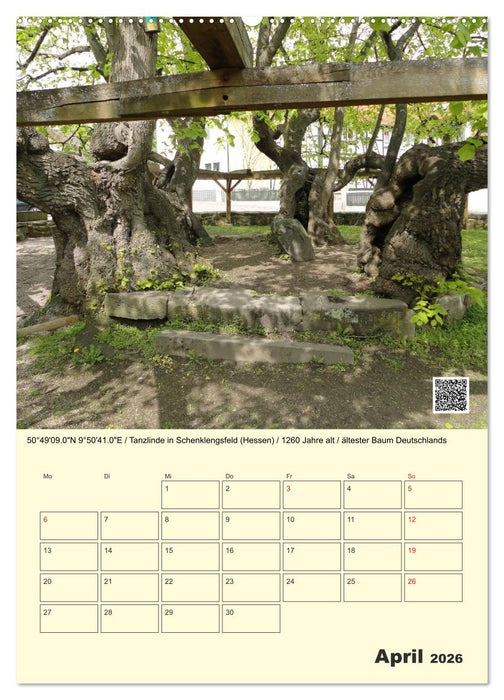 Uralt - Mit QR-Code und GPS zu alten Bäumen (CALVENDO Wandkalender 2026)