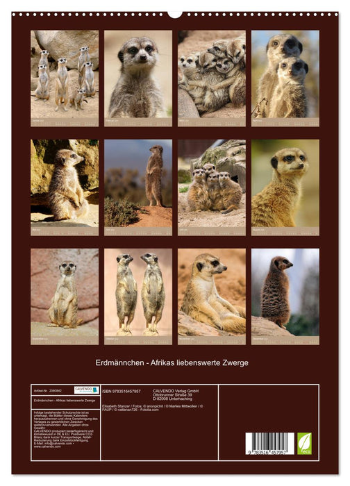 Erdmännchen - Afrikas liebenswerte Zwerge (CALVENDO Premium Wandkalender 2026)