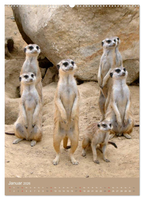 Erdmännchen - Afrikas liebenswerte Zwerge (CALVENDO Premium Wandkalender 2026)