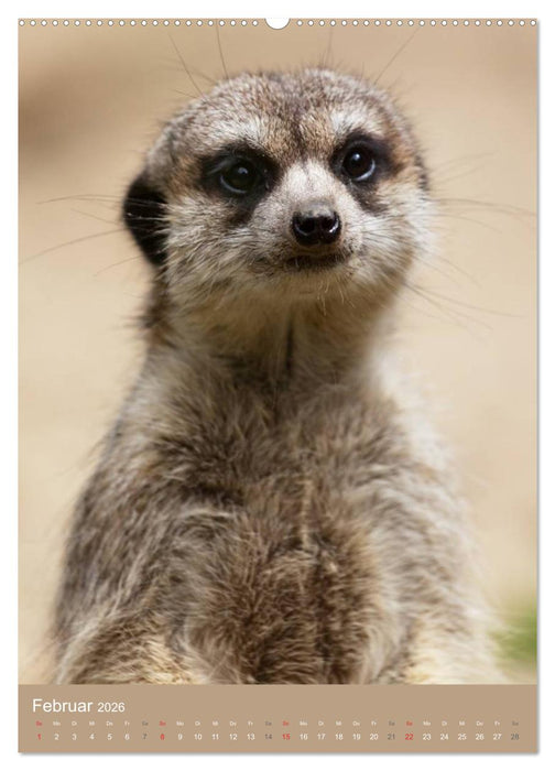 Erdmännchen - Afrikas liebenswerte Zwerge (CALVENDO Premium Wandkalender 2026)