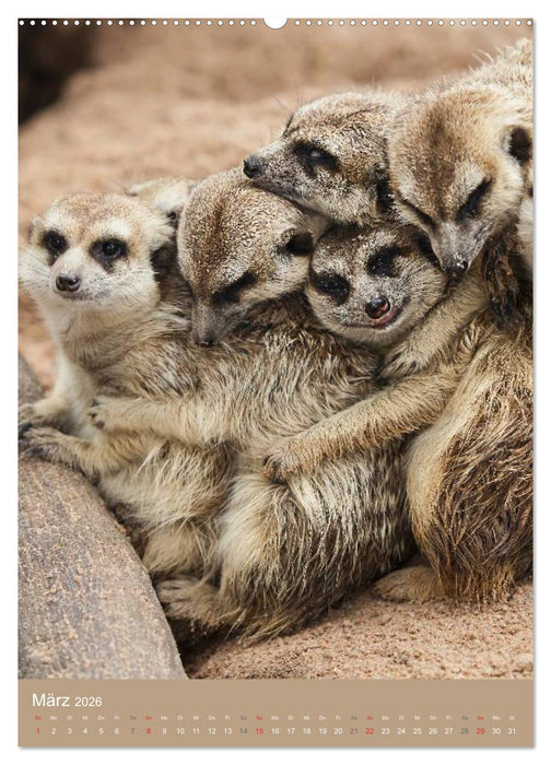 Erdmännchen - Afrikas liebenswerte Zwerge (CALVENDO Premium Wandkalender 2026)
