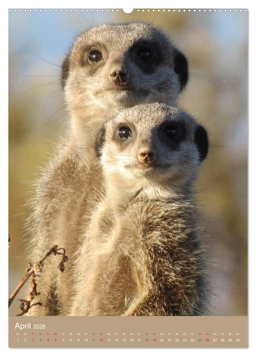 Erdmännchen - Afrikas liebenswerte Zwerge (CALVENDO Premium Wandkalender 2026)