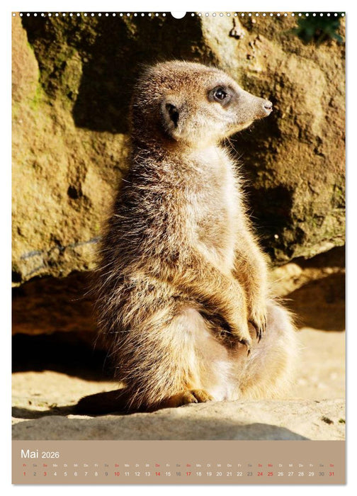 Erdmännchen - Afrikas liebenswerte Zwerge (CALVENDO Premium Wandkalender 2026)
