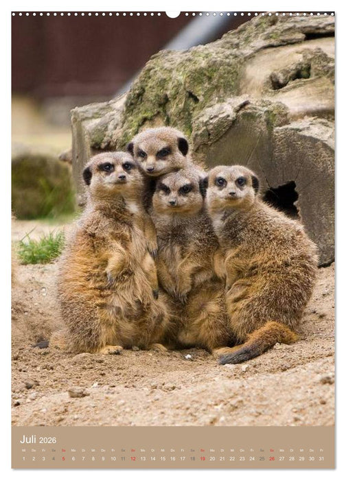 Erdmännchen - Afrikas liebenswerte Zwerge (CALVENDO Premium Wandkalender 2026)