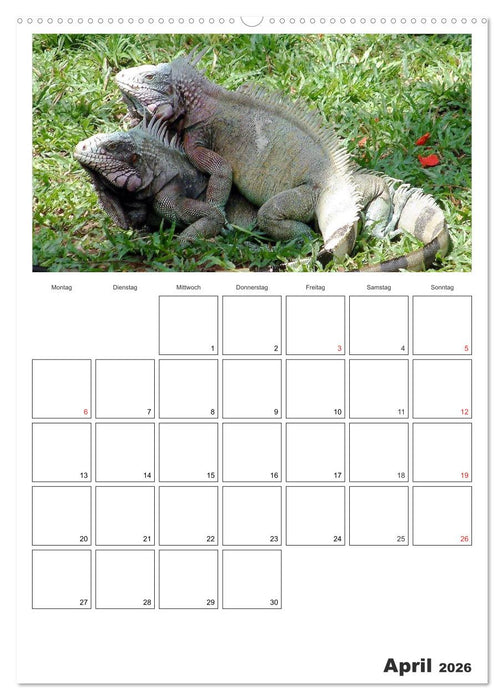 Venezuela - Land der Kontraste (CALVENDO Premium Wandkalender 2026)