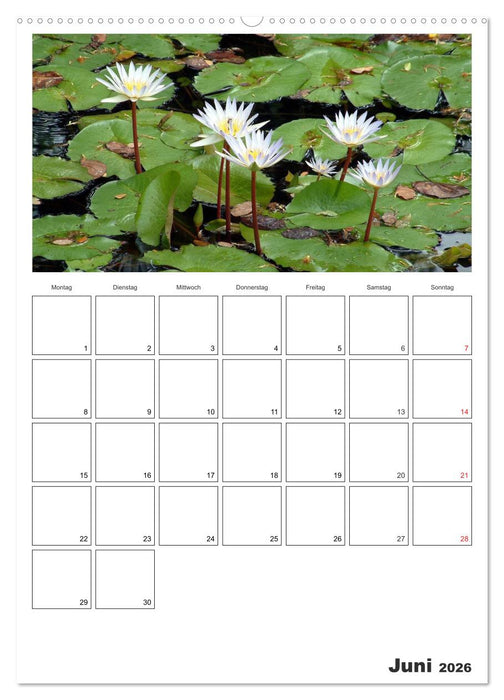 Venezuela - Land der Kontraste (CALVENDO Premium Wandkalender 2026)