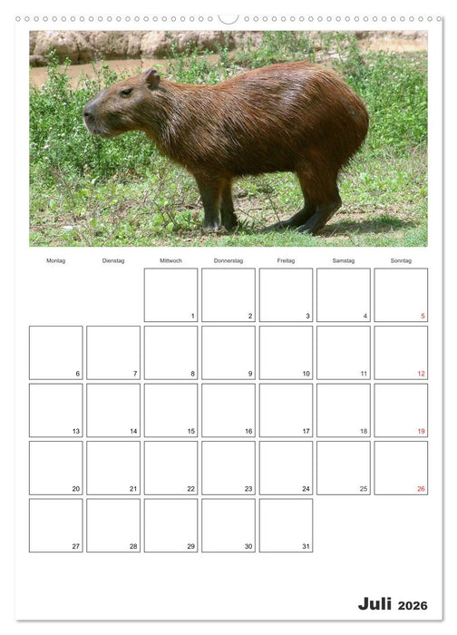 Venezuela - Land der Kontraste (CALVENDO Premium Wandkalender 2026)