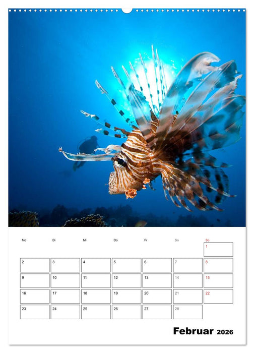 Tauchen - Abtauchen und Staunen (CALVENDO Wandkalender 2026)