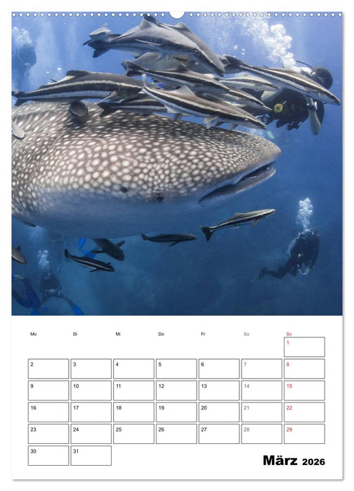 Tauchen - Abtauchen und Staunen (CALVENDO Wandkalender 2026)