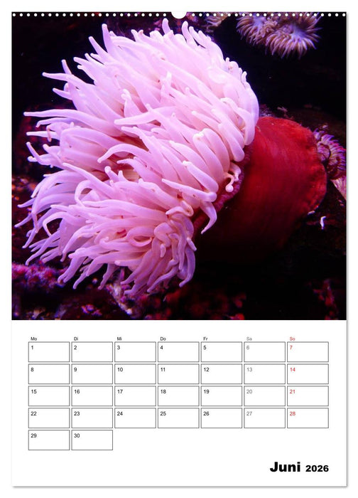 Tauchen - Abtauchen und Staunen (CALVENDO Wandkalender 2026)