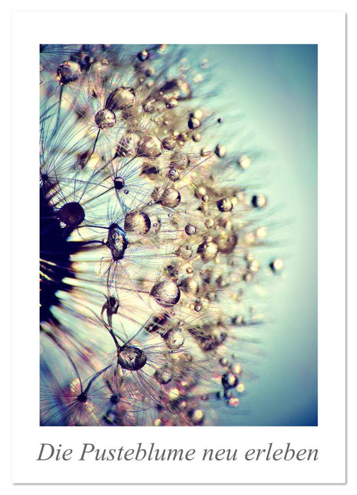 Die Pusteblume neu erleben (CALVENDO Wandkalender 2026)